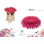 product/img.floraplaza.nl/128933-50-LIVE_fotos-0xF14CDE947BADC612CE48DDC9CD41BB193249A6ED.jpg