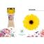 product/img.floraplaza.nl/128934-50-LIVE_fotos-0x952AF274F2A302A8C0D0F4CDF75AB98A062E9E9E.jpg