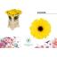 product/img.floraplaza.nl/128934-50-LIVE_fotos-0xBACF6C8445035B169E7DEDDC66FAE71F245EA2C6.jpg