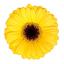 product/img.floraplaza.nl/128934-50-LIVE_fotos-0xF3B8A363AC695EE7155538D0BBA0DA4F07E1498E.jpg