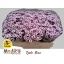 product/img.floraplaza.nl/128958-55-LIVE_fotos-0xDEF56D74146F4E90E7E254B585CB665DADE0064E.jpg