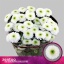 product/img.floraplaza.nl/128960-70-LIVE_fotos-0x5CEF29D6719C8ABB2290574910B10E497E22D5B7.jpg