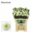 product/img.floraplaza.nl/128962-70-LIVE_fotos-0xE27D4E818DDEC8431DA50BE598FB4E22A9546254.jpg