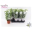 product/img.floraplaza.nl/128964-13-LIVE_fotos-0xC170490799F7A85C1E3DB582FBA1FB781B44E03C.jpg