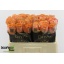 product/img.floraplaza.nl/128974-50-LIVE_fotos-0xC3C4337A5C083709946C83D6C04A40A46EB4E67C.jpg