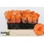 product/img.floraplaza.nl/128974-50-LIVE_fotos-0xF8768DD4CBC715D1CC6C4EF4CD2DCA46B23D728E.jpg