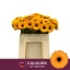 product/img.floraplaza.nl/128997-50-LIVE_fotos-0xB757CAB67637B29AAEE18F6F8EF6E42F6895D707.jpg