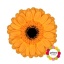 product/img.floraplaza.nl/128997-50-LIVE_fotos-0xC56DE1C3C5E3DD86DEB63B86620340533A0E8AFB.jpg