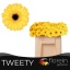 product/img.floraplaza.nl/128997-50-LIVE_fotos-0xD43F5FE40B6C0EC3B8FCB27E807BB117EE0B0DA4.jpg