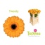 product/img.floraplaza.nl/128997-50-LIVE_fotos-0xE97A05A70BC88E2546D1D88E9956647DD2A3B1E5.jpg
