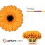 product/img.floraplaza.nl/128997-50-LIVE_fotos-0xF9AF56D6C4A4D4AC5C542566FDF60C994F1B900F.jpg