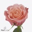 product/img.floraplaza.nl/129005-50-ART_fotos-VBN-vbn129005.jpg