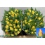 product/img.floraplaza.nl/129024-LIVE_fotos-0x7F7F0EF7E3CFF7C5BEA82608D93D45CC242D6AA2.jpg