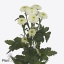 product/img.floraplaza.nl/129085-55-ART_fotos-VBN-vbn129085.jpg