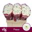product/img.floraplaza.nl/129085-55-LIVE_fotos-0xE970A00C732B73D3E61C6133FA2B5FBE6F5EC07C.jpg