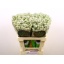 product/img.floraplaza.nl/129105-60-LIVE_fotos-0xA57F1CB303C2EDD1F31AABEF55C4472231A516F9.jpg
