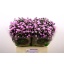 product/img.floraplaza.nl/129108-70-LIVE_fotos-0x4CD63C53D3FC3BA7452024FAEF449D9054CA7369.jpg