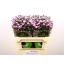 product/img.floraplaza.nl/129108-70-LIVE_fotos-0xD1AA681AFED6CE6506AA107FFBFC8F6F48C4668D.jpg