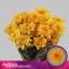 product/img.floraplaza.nl/129153-70-LIVE_fotos-0x9142EF9AE52C437DFA0CD0AA8F0C5BC3C7C6F993.jpg