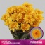 product/img.floraplaza.nl/129153-70-LIVE_fotos-0xF5316747C8B6BD30D6CAE3BC9AD594485D75A63D.jpg