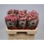 product/img.floraplaza.nl/129157-60-LIVE_fotos-0xA9DAA2C0DD434AE3385354692E25901AA3CBC4BC.jpg