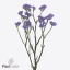product/img.floraplaza.nl/129172-60-ART_fotos-VBN-vbn129172.jpg