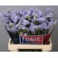 product/img.floraplaza.nl/129172-60-LIVE_fotos-0xB81C893574508CD54C853D598BC03C9F232EC813.jpg