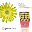 product/img.floraplaza.nl/129182-50-LIVE_fotos-0xA88D64B872E1366ADB4D882DE5C7394F2DEDC335.jpg