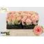 product/img.floraplaza.nl/129232-50-LIVE_fotos-0xB9DF3091D59A6383EE58DBE19C2FA9380E5A46CD.jpg