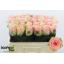 product/img.floraplaza.nl/129232-50-LIVE_fotos-0xF4CF4C8DB9DBF7AFD02E3FF9B35FBA0B0235A51E.jpg