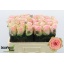 product/img.floraplaza.nl/129232-60-LIVE_fotos-0xF4CF4C8DB9DBF7AFD02E3FF9B35FBA0B0235A51E.jpg