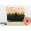 product/img.floraplaza.nl/129232-70-LIVE_fotos-0x48BB498A347EACB445A5BC0734F4527C4095A1A4.jpg