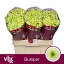 product/img.floraplaza.nl/129245-55-LIVE_fotos-0xDF6B687432875C722DCA3F4E609295BE1743F28F.jpg