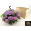 product/img.floraplaza.nl/129248-27-LIVE_fotos-0x97A39F3DFB472BC1C97FD74D79582CD389FFDD3B.jpg