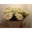 product/img.floraplaza.nl/129288-60-LIVE_fotos-0x2AEFDCEF754CFBF2BD1773F74CE8659D3EDB433E.jpg