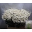 product/img.floraplaza.nl/129288-60-LIVE_fotos-0x95C2D450AEFA61A6C8BD1312B9B2D12AA605E4BA.jpg