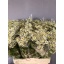 product/img.floraplaza.nl/129288-60-LIVE_fotos-0xF58BB0D02C5C641C1F5428C1907B73EB44CA19B8.jpg