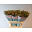 product/img.floraplaza.nl/129289-75-LIVE_fotos-0x48A8308F017AE03CB0D439744EE3035DF47CC1D5.jpg