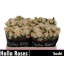 product/img.floraplaza.nl/129330-50-LIVE_fotos-0x25A500F122AAA491EB47F800BDFDAB8FECFFB540.jpg