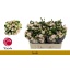 product/img.floraplaza.nl/129330-50-LIVE_fotos-0xAC72E7CAA302B85425BE8619198FCFBE48F92CE2.jpg