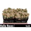 product/img.floraplaza.nl/129330-50-LIVE_fotos-0xBC0C938E1F1B52108C8C349C1A1B18210D60EAB1.jpg