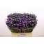 product/img.floraplaza.nl/129342-60-LIVE_fotos-0x14F530EB32E79120232CDAA0632D1106F13C809E.jpg