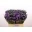 product/img.floraplaza.nl/129342-60-LIVE_fotos-0x7B994B3C810AAB0E1C809064C732108F5E84972C.jpg