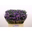 product/img.floraplaza.nl/129342-60-LIVE_fotos-0xCD2E275C847FD23B95741156B9461E3B8E4A99CD.jpg