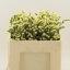product/img.floraplaza.nl/129355-50-LIVE_fotos-0xBD512B4F22DBEFC9A33469FE992BE95B852DB2BB.jpg