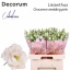 product/img.floraplaza.nl/129392-70-LIVE_fotos-0xC08548FD86FDAF3F7392FA4CE9A87EE8C9EC7E51.jpg