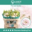 product/img.floraplaza.nl/129392-70-LIVE_fotos-0xFCF11D12B0BF4422F01C9D7022605D6E2A59FC9C.jpg