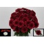 product/img.floraplaza.nl/129404-70-LIVE_fotos-0x370CCEC9ABA41FC34753DB1E3A5ED6C30C0DE3EE.jpg