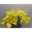 product/img.floraplaza.nl/129406-60-LIVE_fotos-0x75CC1ED7409C24F6FE63B7F7DE20787C0F1CD9CC.jpg