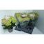 product/img.floraplaza.nl/129414-15-LIVE_fotos-0x4DEA052FE23E751747B2ED181514CADE3363A328.jpg